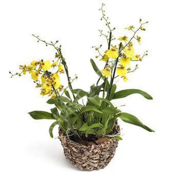 Орхидея Oncidium d12 h60 купить с доставкой в МЕГАСТРОЙ Россия