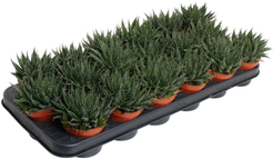 Алоэ Аристата d8,5 h12