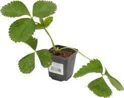 Рассада Земляника ранняя Эми Р9 