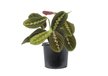 Маранта Fascinator (Tricolor) d10 h30