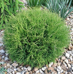 Туя западная Mr.Bowling Ball C2 h15-20cм