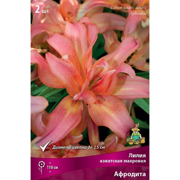 Лилия Азиатская махровая "Aphrodite", Афродита
