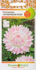 Семена Гелихризум Серебряная роза