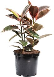 Фикус Руби D29 H70