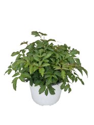 Рассада Астильба d17