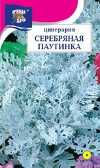 Семена Цинерария Серебряная паутинка 0,1г (Урожай У Дачи)