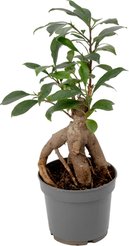 Фикус микрокарпа Ginseng (гинсенг) d12 h35