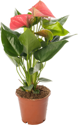 Антуриум Андрианум Чемпион розовый d12