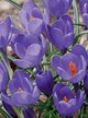 Луковицы Крокус крупноцветковый Аква 10шт