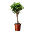 Фикус Moclame d14 h65