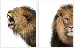 Набор постеров 30х40 Рычащий лев 2шт