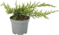 Можжевельник средний Pfitzeriana Compacta С2 h20-30см