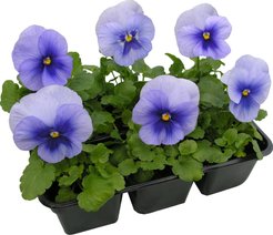 Рассада Виола кассета 6 шт