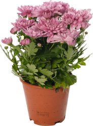 Хризантема Грандеза микс d13 h30