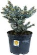 Ель колючая Glauca Globosa C7,5 h20-30см