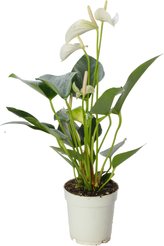 Антуриум Андрианум Микс D9