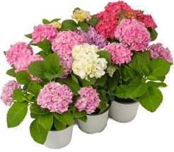 Гортензия  крупнолистная d17