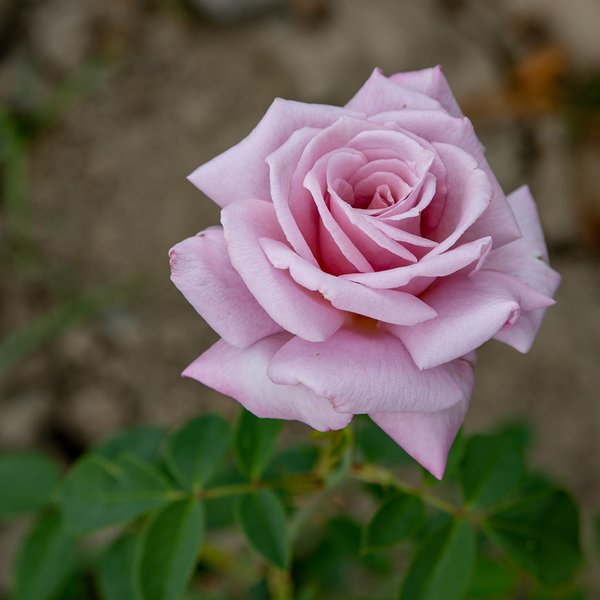 Роза чайно-гибридная сорт Голубой Нил (в тубе)