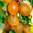 Саженец Крыжовник Русский желтый крупноплодный открытая корневая система