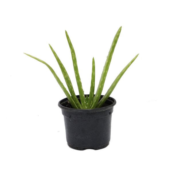 Растение Алоэ vera d7-9