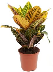 Кодиеум (Кротон) d10,5см h25-40см