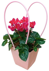 Цикламен d12 в подарочной упаковке