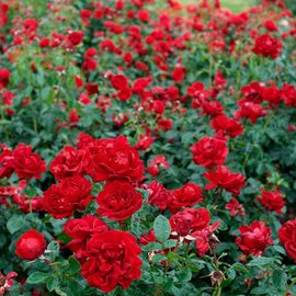 Роза бордюрная микс сортов С4 360708 купить с доставкой в