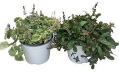 Рассада Ажуга (живучка) d17