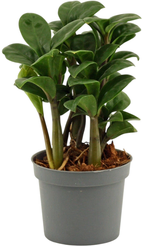 Замиокулькас Зензи d9 h25