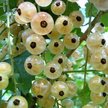 Саженец Смородина Баяна белая С2