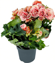 Бегония Бориас d13 h30