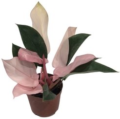 Филодендрон Пинк Конго d10