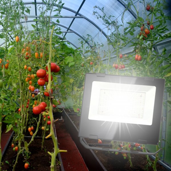 Фитопрожектор для растений ЭРА FITO-50W-LED-BLUERED для цветения и плодоношения 50Вт красно-синего спектра
