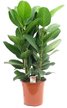 Фикус Audrey 3PP d27 h105