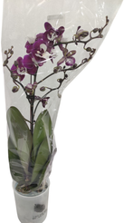 Фаленопсис Лонг Ластинг Реюнион 1 ст d12