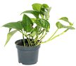 Растение Сциндапсус (Эпипремнум) d7