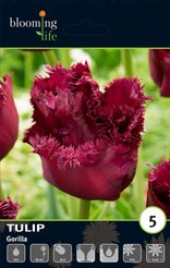 Луковицы Тюльпан бахромчатый Горилла 5шт