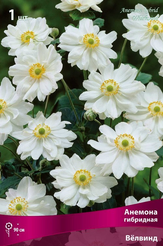 Клубень Анемона гибридная Вёлвинд 1шт