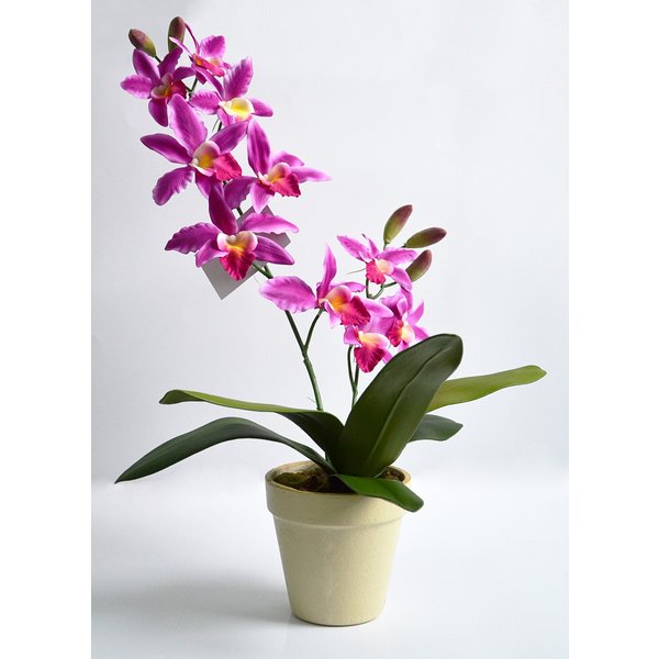 Орхидея Цимбидиум в кашпо фиолетовая