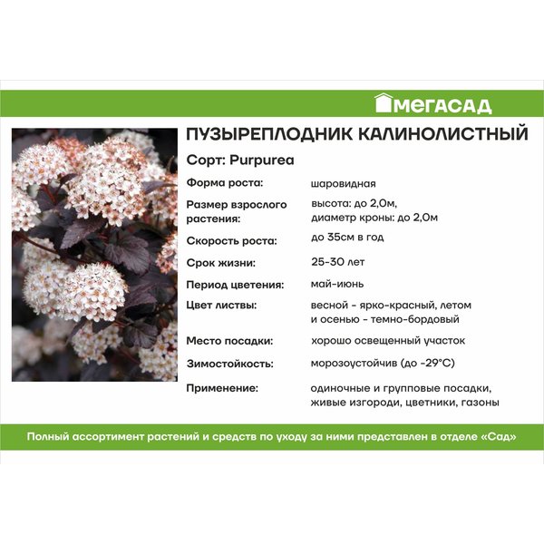 Пузыреплодник калинолистный Purpurea С2 h40см