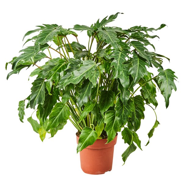 Растение Филодендрон Ксанаду d21