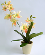 Орхидея Цимбидиум в кашпо желтая 