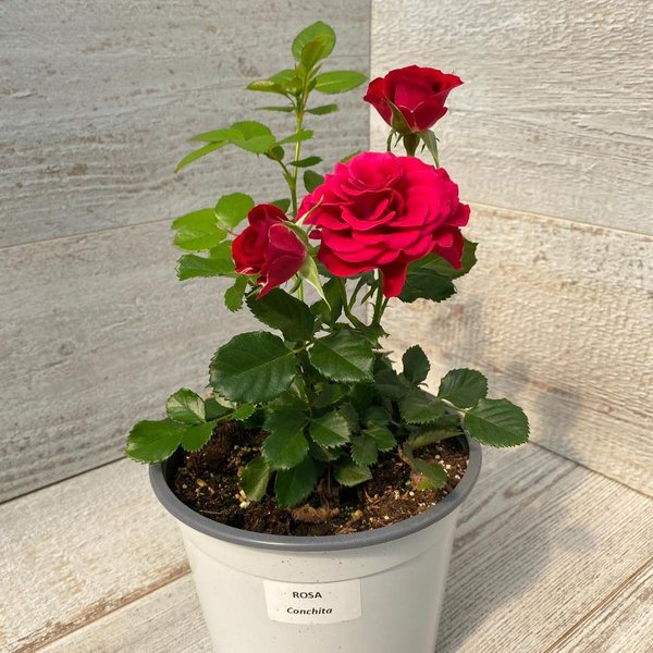 Роза d15 Poulsen Roses