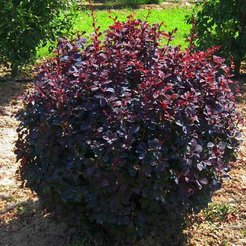 Барбарис оттавский Superba С2 h40см