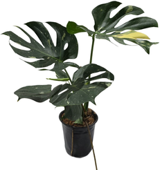 Монстера вариегата d16