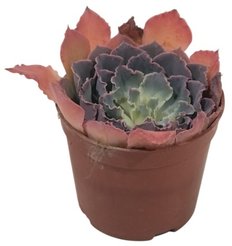 Эхеверия Трюфель d9