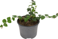 Фикус pumila микс, D9