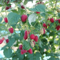 Саженец Малина Моллинг Джуно красная С2