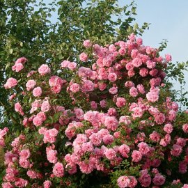 Роза парковая микс сортов С4 360710 купить с доставкой в МЕГАСТРОЙ