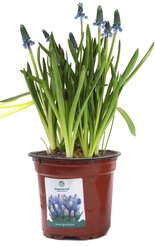 Мускари смесь d10 5 луковиц